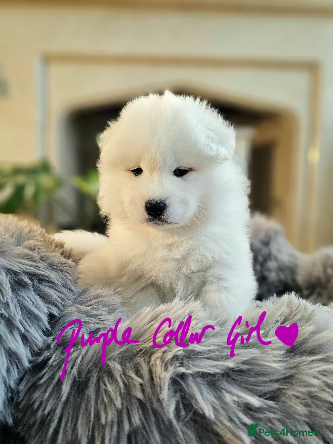 Samoyed dogs for sale: ⭐ EXCEPTIONAL BEAR-HEAD PUPPIES ⭐Champion Heritage - Advert 16