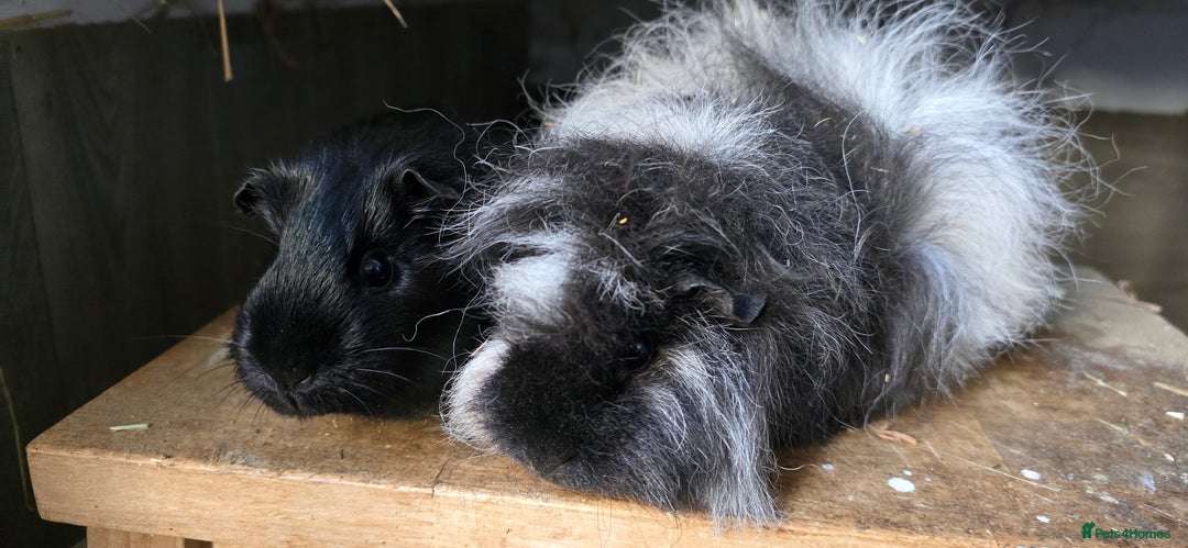 Guinea Pig rodents for sale: 2 pairs of sows available. - Advert 3