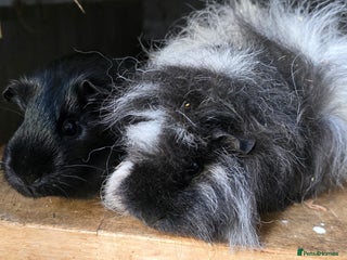 Guinea Pig rodents 2 pairs of sows available. - Advert 4