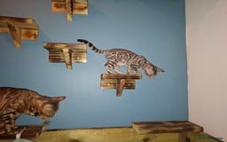Bengal cats for sale: Show quality pure bengal kittens. - Image 13