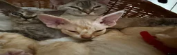 Devon Rex cats for sale: Stunning male Devon Pet or GCCF active considered - Advert 7