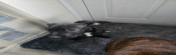 Mixed Breed dogs for sale: 16 week old staff crossed with border collie - Advert 3