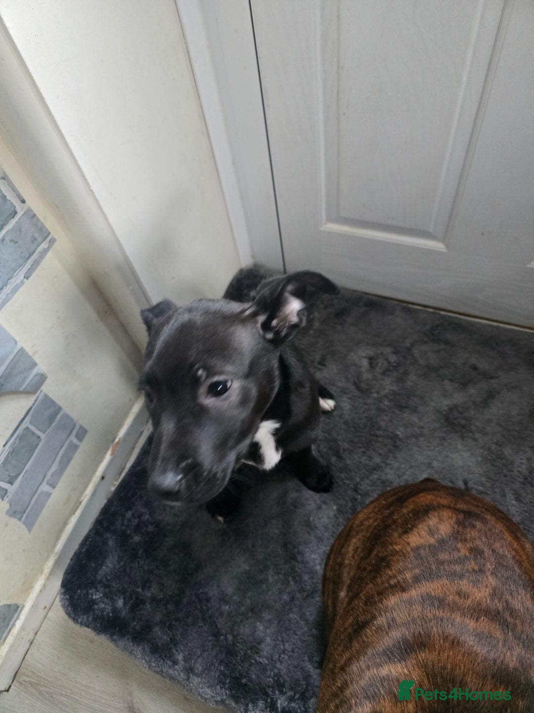 Mixed Breed dogs for sale: 16 week old staff crossed with border collie - Advert 3