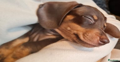 Miniature Dachshund dogs - Advert 5