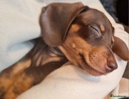 Miniature Dachshund dogs - Advert 5