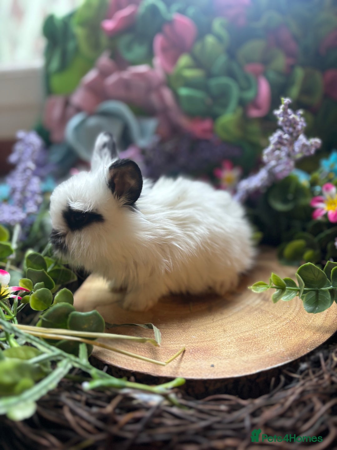 Mini Lion Lop rabbits for sale: Mini lion lops  - Advert 6