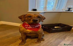 Labrador Retriever dogs for sale: Sykehead are expecting Fox Red lab pups  - Image 21