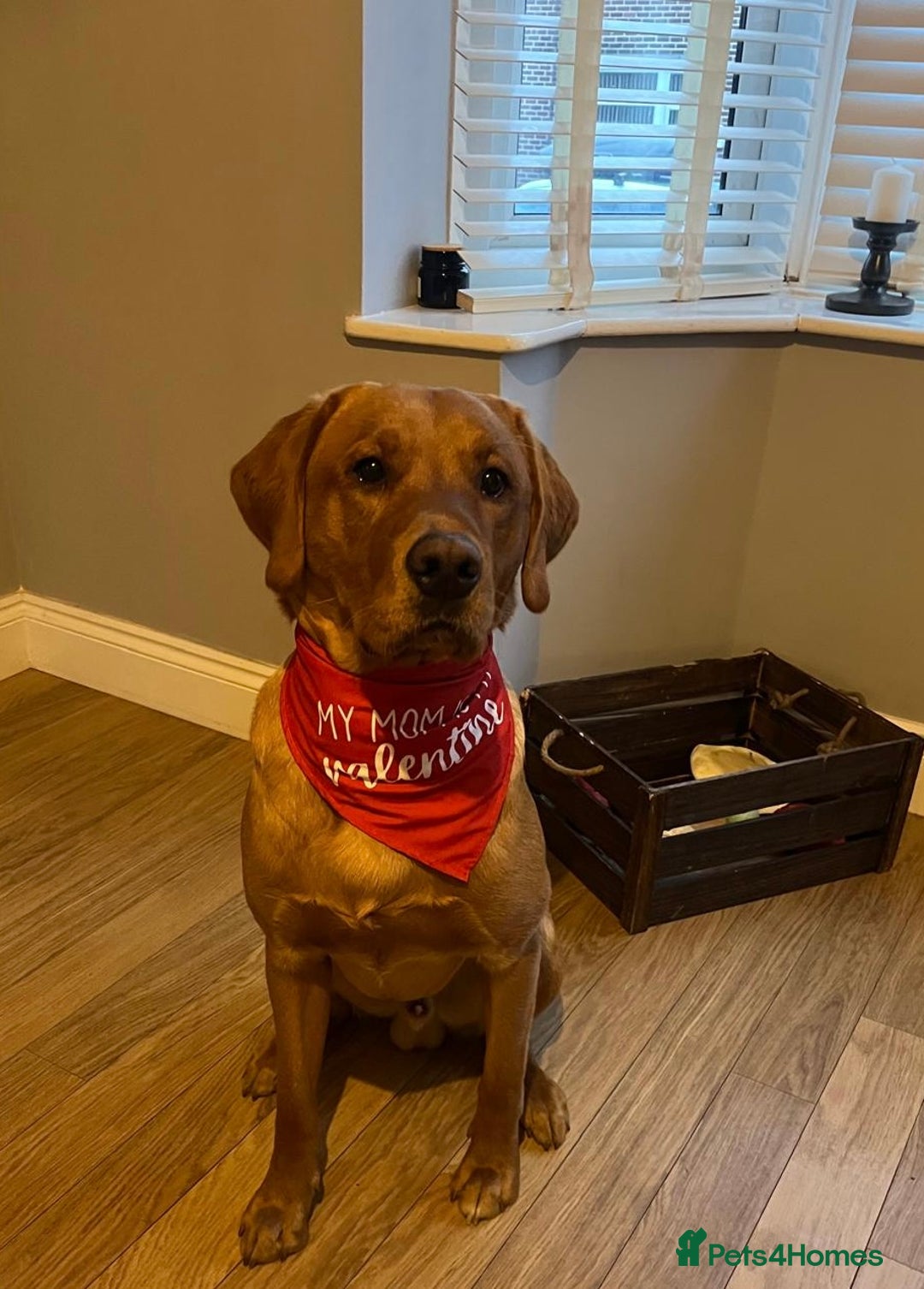 Labrador Retriever dogs for sale: Sykehead are expecting Fox Red lab pups  - Image 21