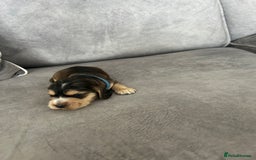 Cocker Spaniel dogs for sale: ✨show type cocker spaniel ✨ - Image 14