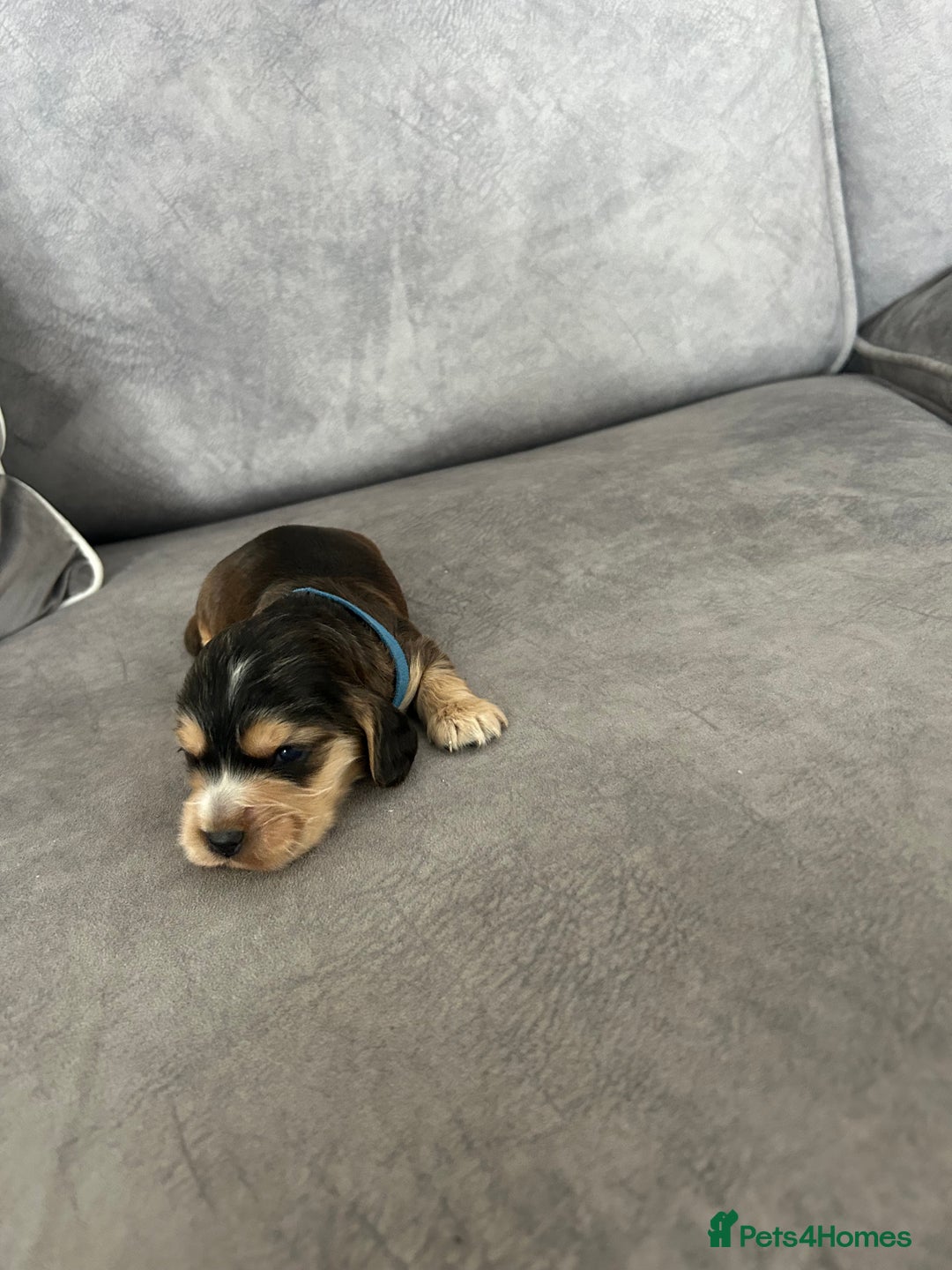 Cocker Spaniel dogs for sale: ✨show type cocker spaniel ✨ - Image 14