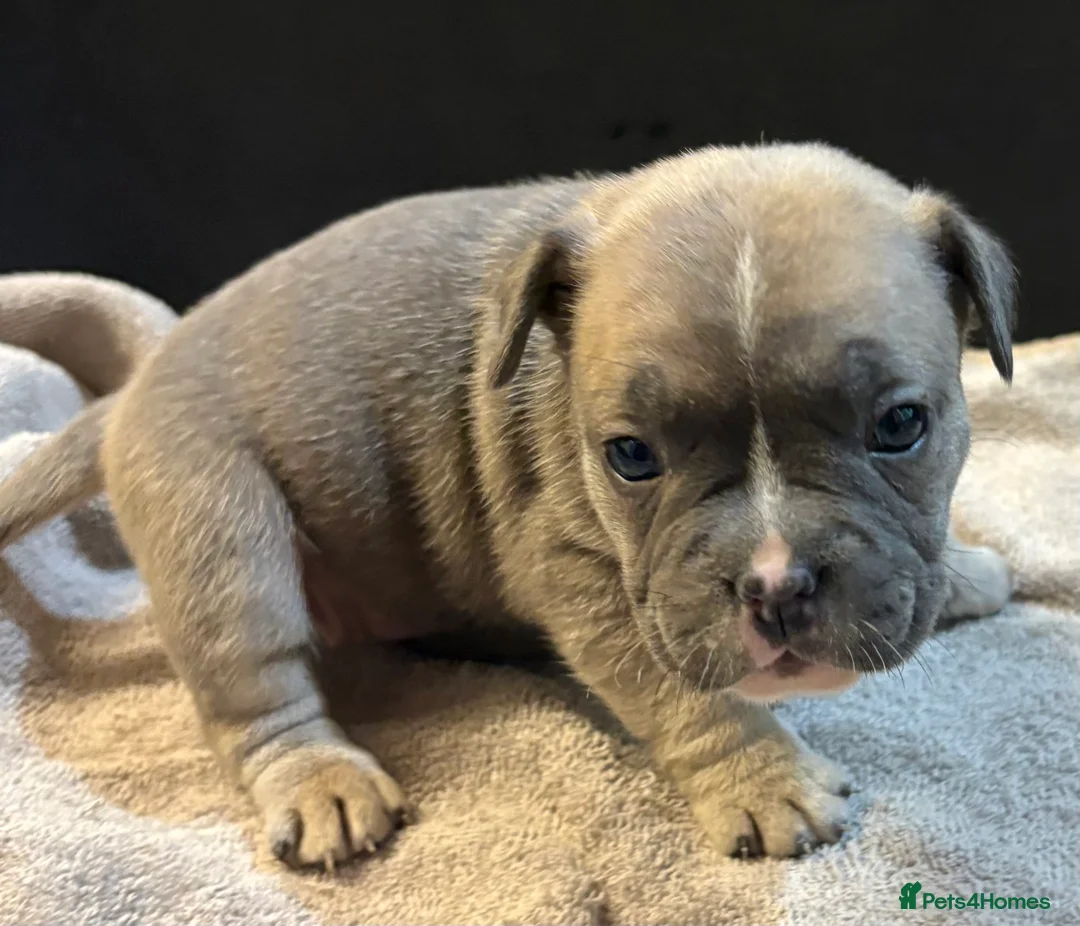 Mixed Breed dogs for sale: Frenchie mix - Advert 13
