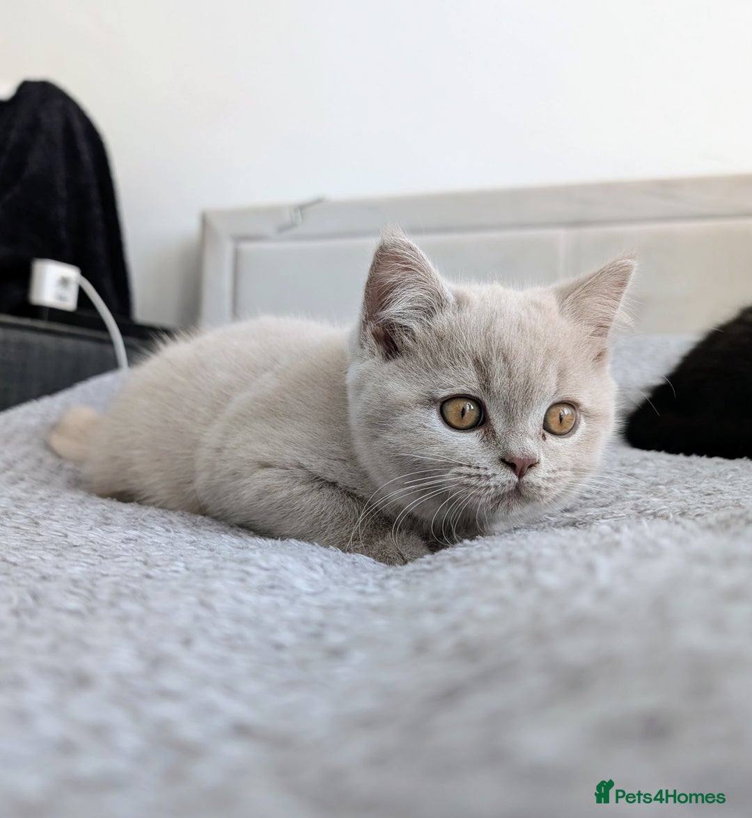 Scottish Fold cats for sale: Scottish fold kittens are looking for family🥰 - Advert 17