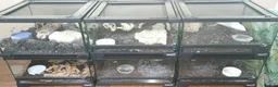 Tarantulas invertebrates for sale: Tarantulas with enclosures  - Advert 2