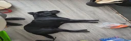 Labrador Retriever dogs for sale: 2 Year Old Black Labrador Looking for Loving Home in Wallasey - Advert 5