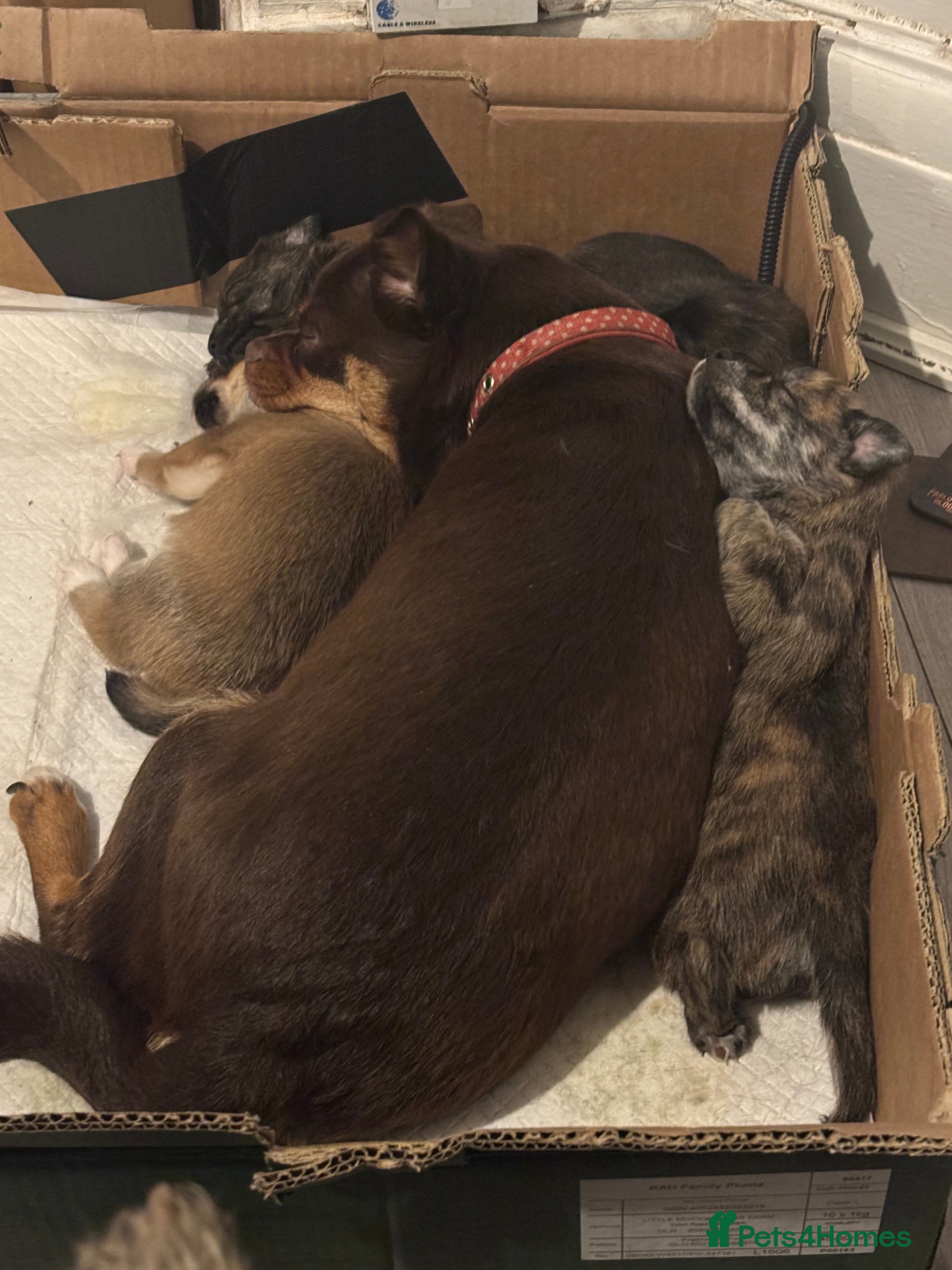 Mixed Breed dogs Gorgeous, sociable, home bred pups  - Advert 2