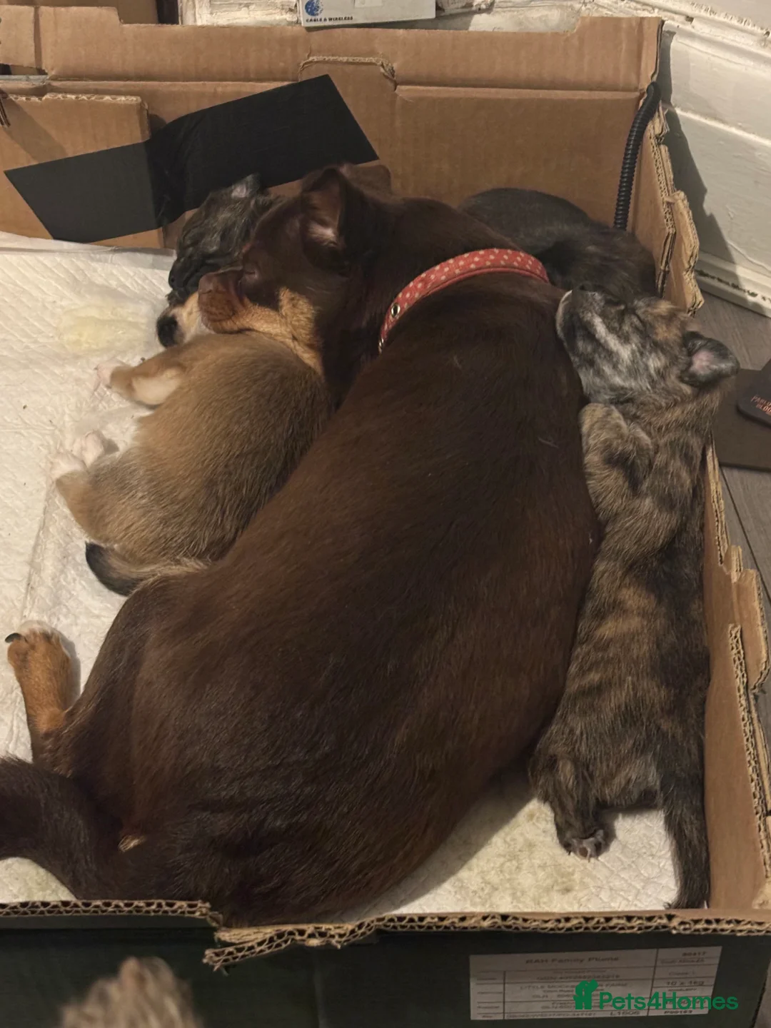 Mixed Breed dogs for sale: Gorgeous, sociable, home bred pups  in Manchester - Advert 2