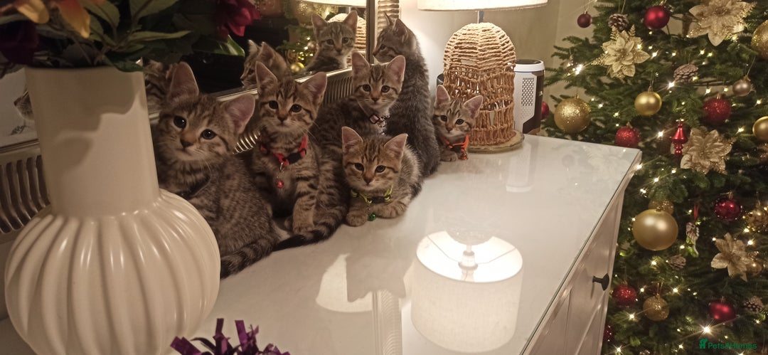 Mixed Breed cats for sale: Adorable kittens in London(SE18)😻❤️😻 - Advert 1
