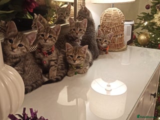 Mixed Breed cats Adorable kittens in London(SE18)😻❤️😻 - Advert 2