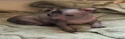 Mexican Hairless dogs for sale: Mexican hairless girls  - Advert 2