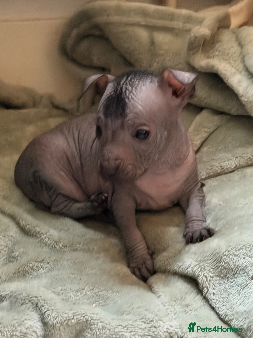 Mexican Hairless dogs for sale: Mexican hairless girls  - Advert 2