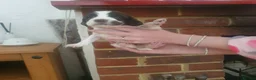 Sprocker dogs for sale: Sprocker spaniels - Advert 19