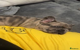 French Bulldog dogs for sale: 2 STUNNING BOY FRENCHIES LEFT…. REDUCED READY NOW in Stoke-on-Trent - Image 29