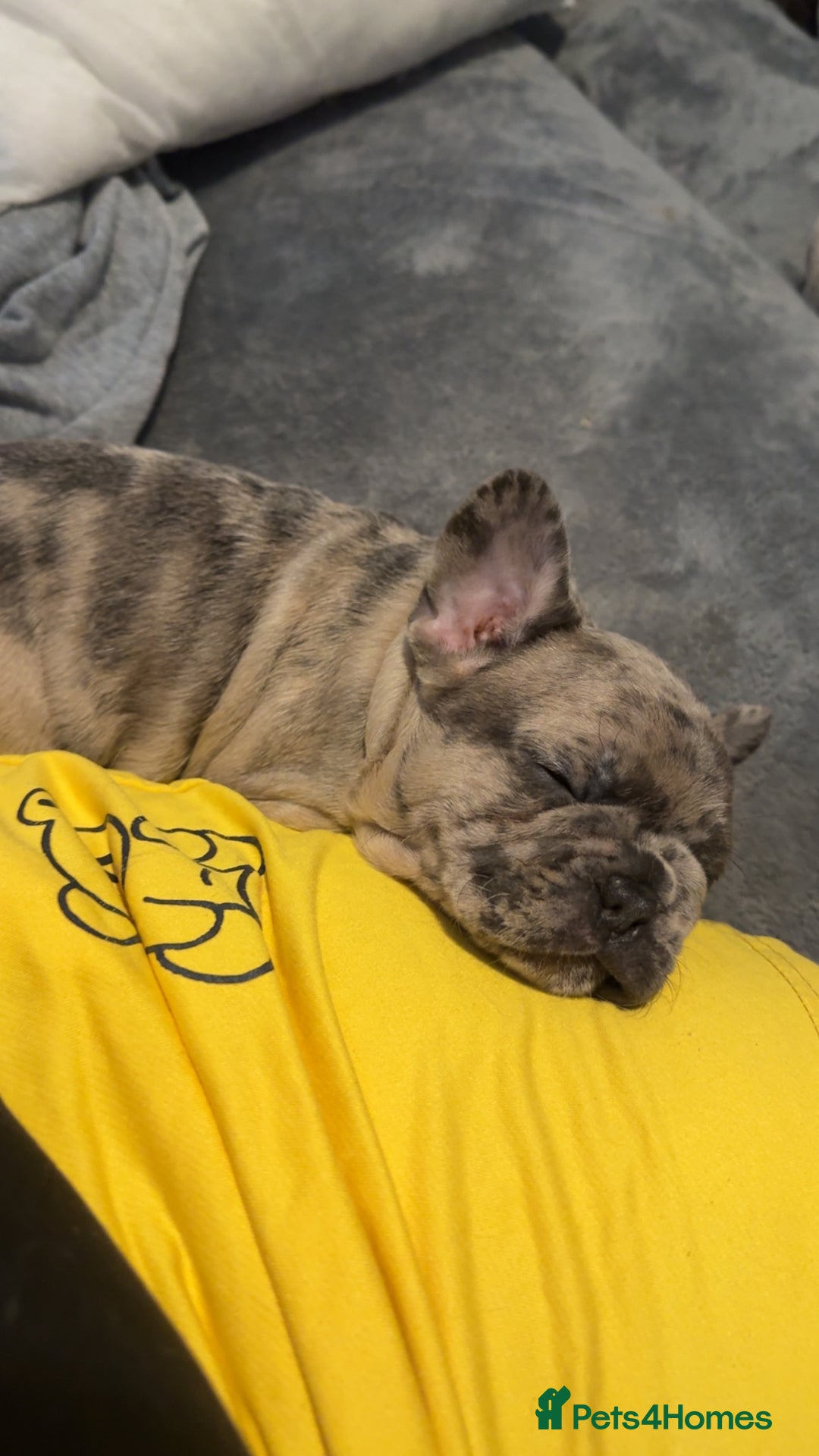 French Bulldog dogs for sale: 2 STUNNING BOY FRENCHIES LEFT…. REDUCED READY NOW in Stoke-on-Trent - Image 29
