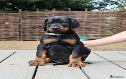 Dobermann dogs for sale: WAITLIST WINTER 2025 CEZARBLUE 5 STAR LICENSED ⭐️  - Image 14