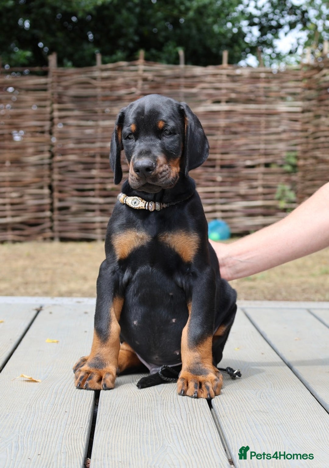 Dobermann dogs for sale: WAITLIST WINTER 2025 CEZARBLUE 5 STAR LICENSED ⭐️  - Image 14
