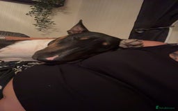 English Bull Terrier dogs for sale: English Bull Terrier - Image 3