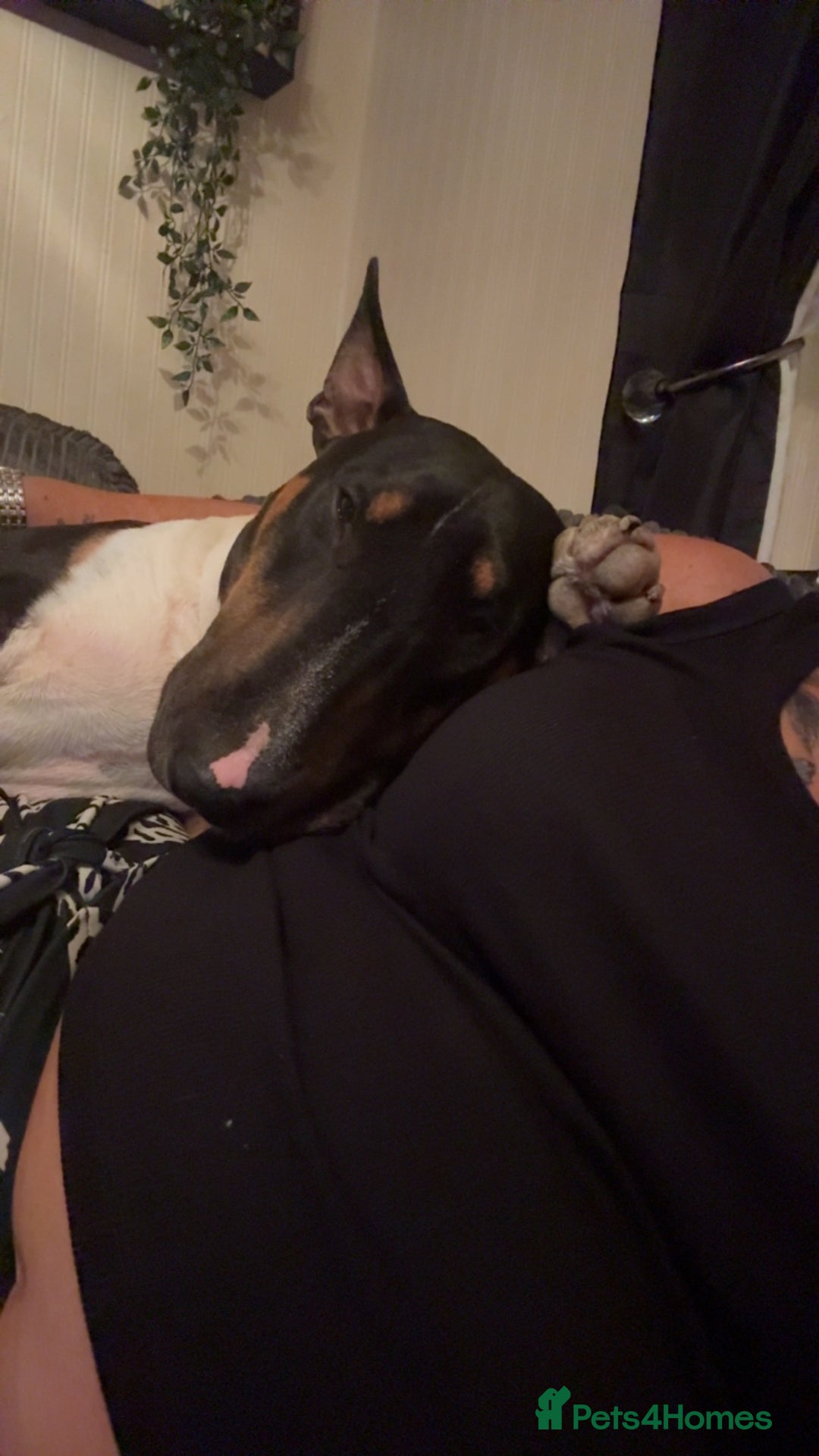 English Bull Terrier dogs for sale: English Bull Terrier - Image 3