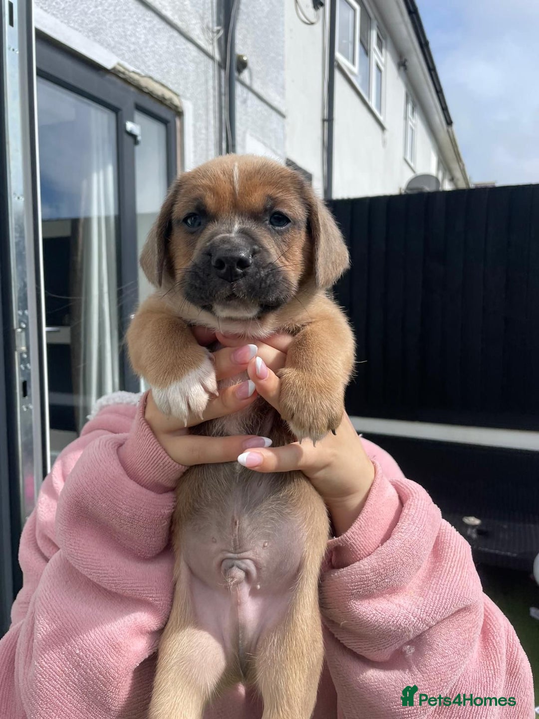 Mixed Breed dogs for sale: Duschund/ Chowchow mix breed  - Image 5