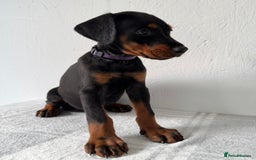 Dobermann dogs for sale: European Doberman Puppies - Champion Bloodline - Image 14