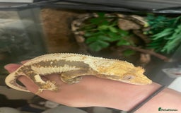 Gecko reptiles for sale: Lily White crested gecko.  - Image 9