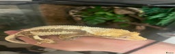 Gecko reptiles for sale: Lily White crested gecko.  - Advert 9