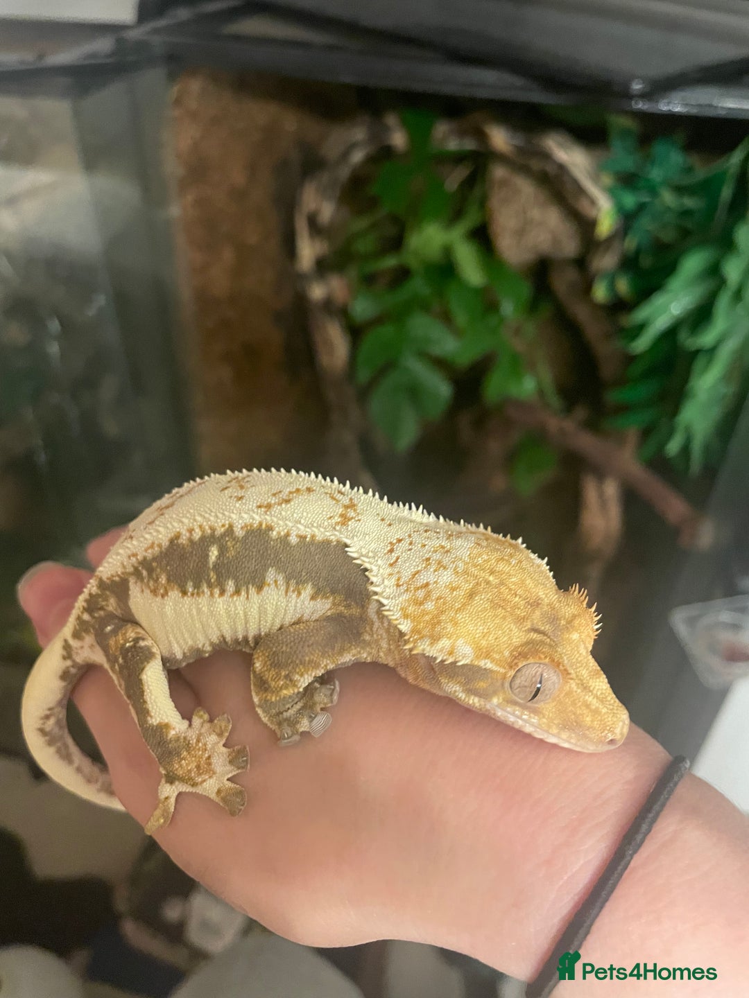 Gecko reptiles for sale: Lily White crested gecko.  - Image 9
