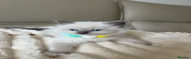 Sleepy