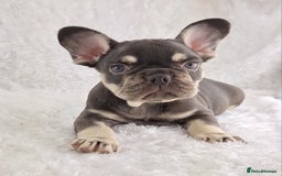 French Bulldog dogs for sale: Stunning French Bulldog Puppies  - Image 6