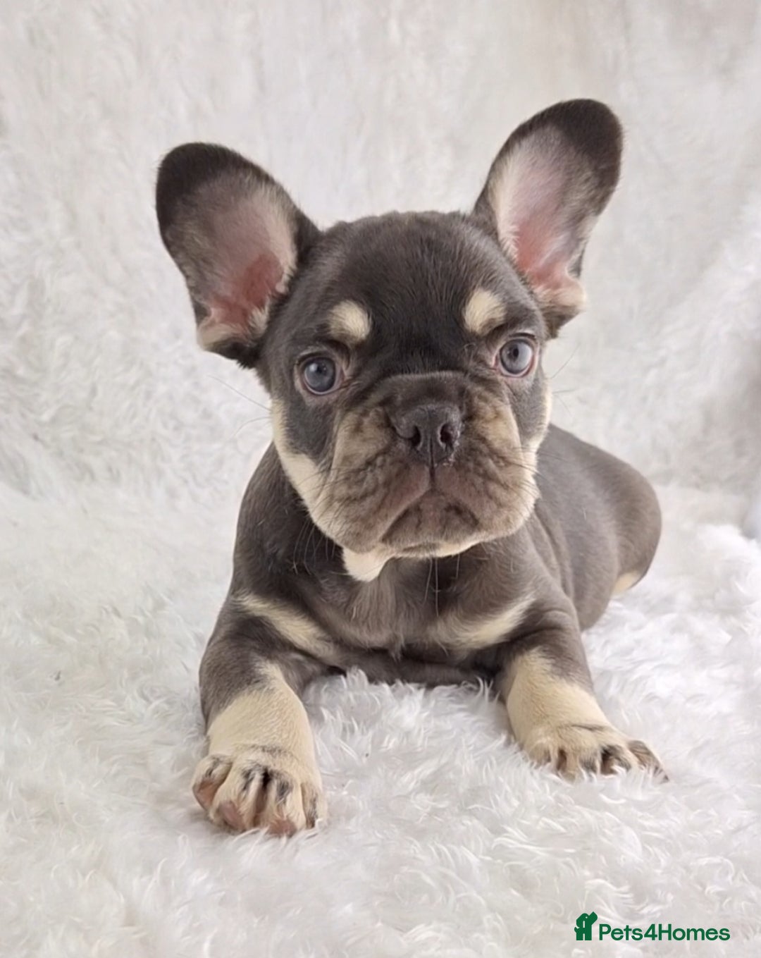 French Bulldog dogs for sale: Stunning French Bulldog Puppies  - Image 6