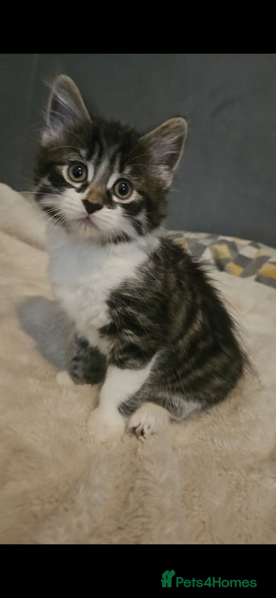 British Shorthair cats 3 Kittens for sale - Advert 3