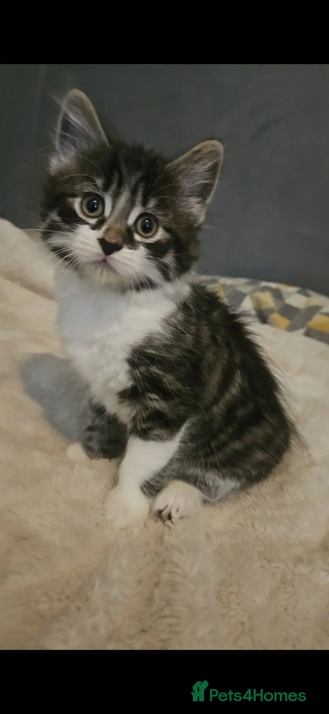 British Shorthair cats for sale: 3 Kittens for sale in Chippenham - Advert 1