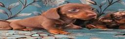 Miniature Dachshund dogs for sale: Miniature dachshund - Advert 6