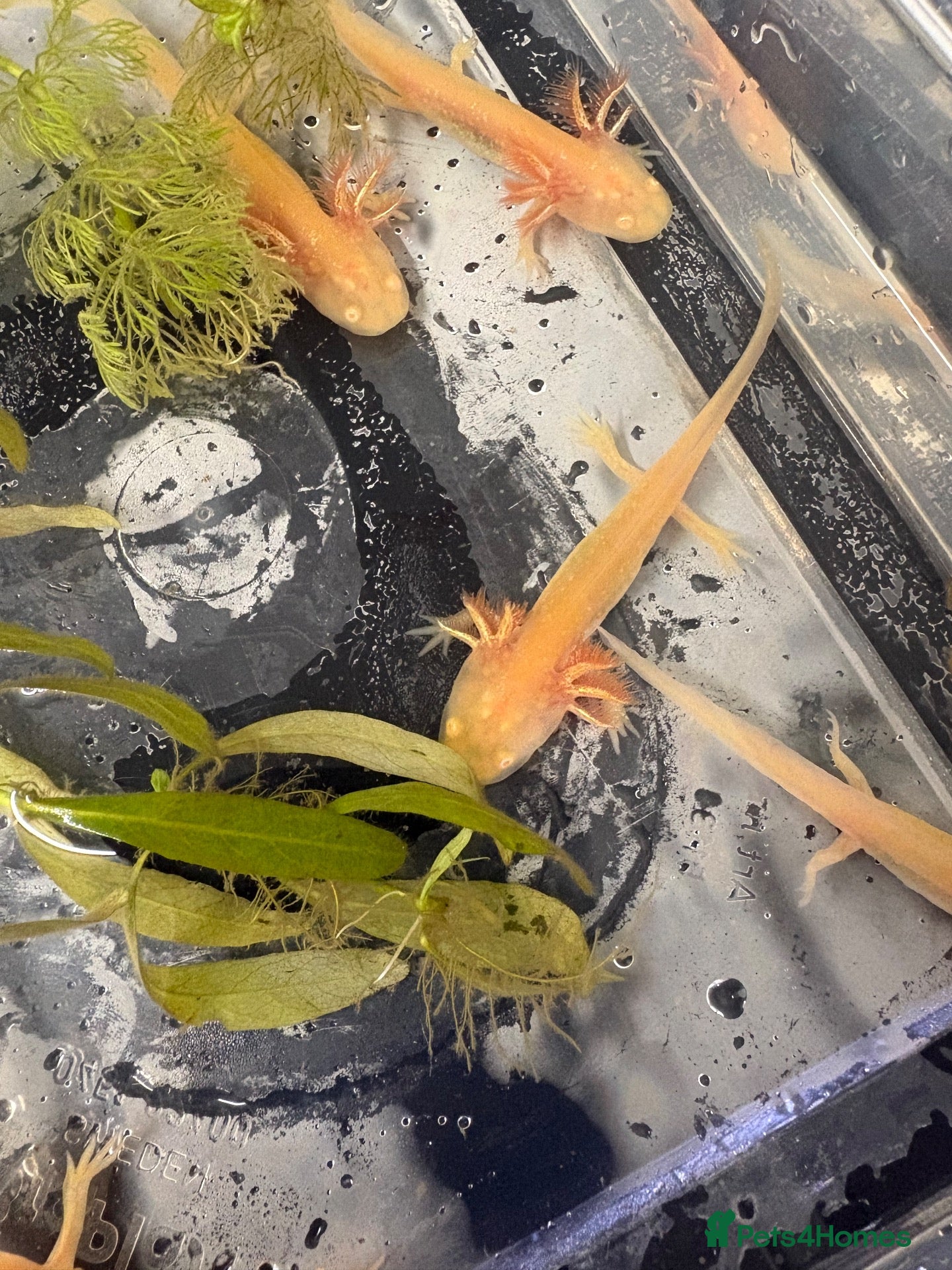 Axolotl reptiles Baby axolotls  - Advert 6