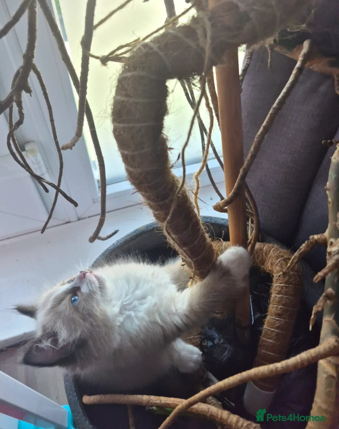 Ragdoll cats for sale: 3 beautiful fluffy ragdoll kittens - Advert 2