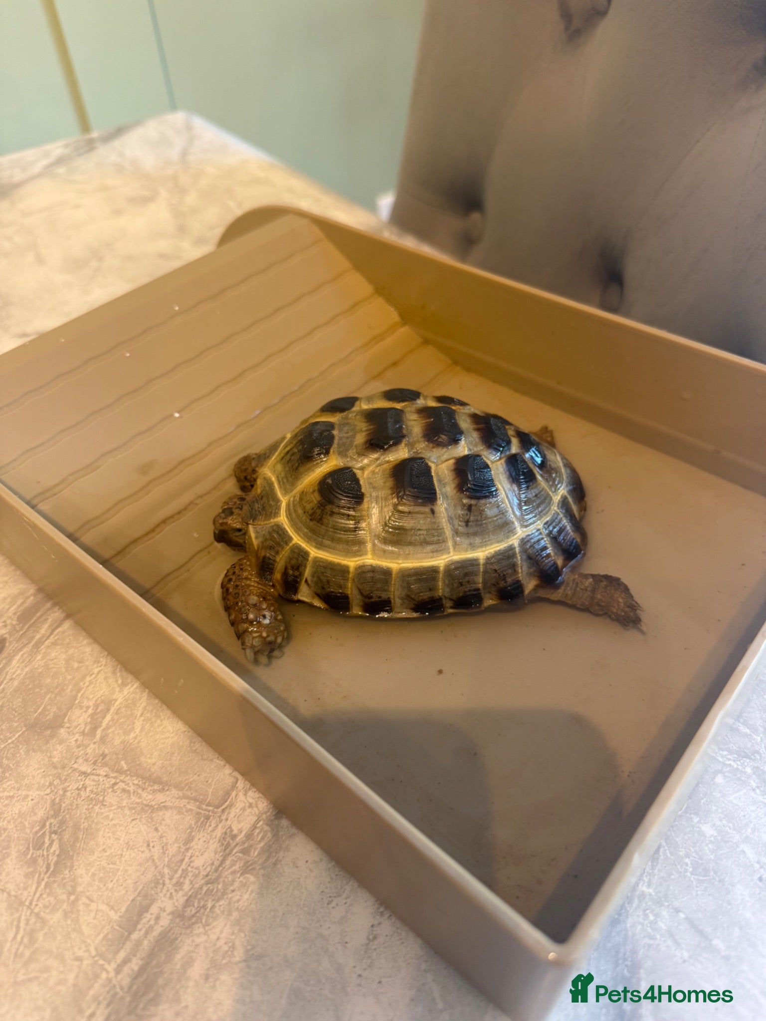 Tortoise reptiles Horsefield tortoise  - Advert 1