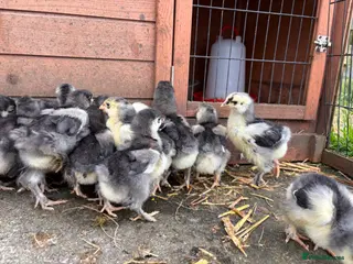 Chickens poultry 10 Rare Breed LF Cochin Chicks black. - Advert 10