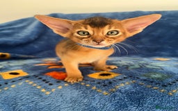 Abyssinian cats for sale: Beautiful Abyssinians kittens - Image 11