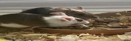 Mouse rodents for sale: 4 fancy mice only sold in twos  - Advert 1