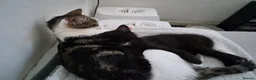 Mixed Breed cats for sale: Black and white mixed breed kitten - Advert 5