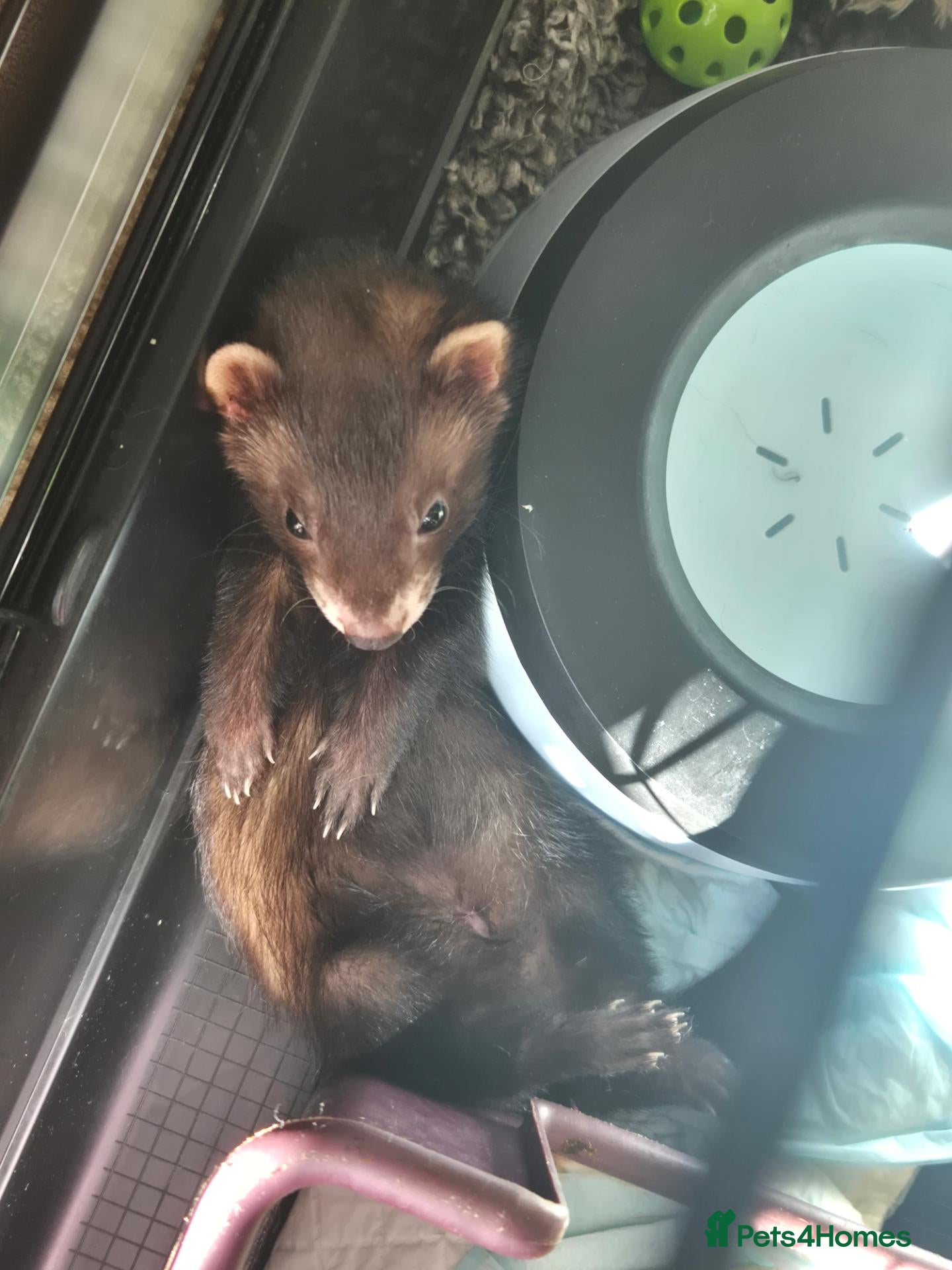 Ferret rodents for sale: EU cross ferret hob kit - 3 months old - Advert 2